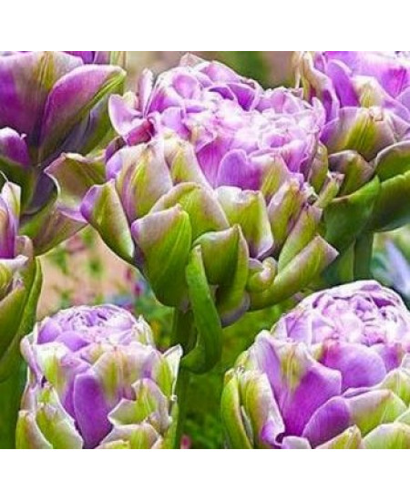 Тюльпан многоцветковый "Вайолет Прана" (Violet Prana) 3шт в упаковке (размер 12\+) Тюльпан многоцветковый "Вайолет Прана" (Violet Prana) 3шт в упаковке (размер 12\+)