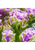 Тюльпан многоцветковый "Вайолет Прана" (Violet Prana) 3шт в упаковке (размер 12\+) Тюльпан многоцветковый "Вайолет Прана" (Violet Prana) 3шт в упаковке (размер 12\+)