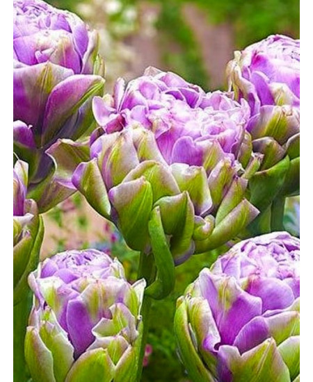 Тюльпан многоцветковый "Вайолет Прана" (Violet Prana) 3шт в упаковке (размер 12\+) Тюльпан многоцветковый "Вайолет Прана" (Violet Prana) 3шт в упаковке (размер 12\+)