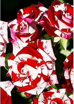 Роза спрей Флеш Найт