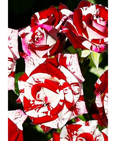 Роза спрей Флеш Найт Роза спрей Флеш Найт