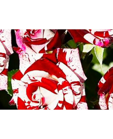 Роза спрей Флеш Найт Роза спрей Флеш Найт