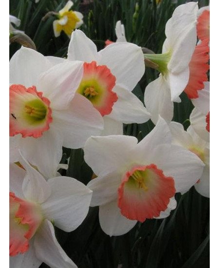 Нарцисс крупнокорончатый "Пинк Шарм" (Pink Charm) 3шт в упаковке (размер 12\14) Нарцисс крупнокорончатый "Пинк Шарм" (Pink Charm) 3шт в упаковке (размер 12\14)