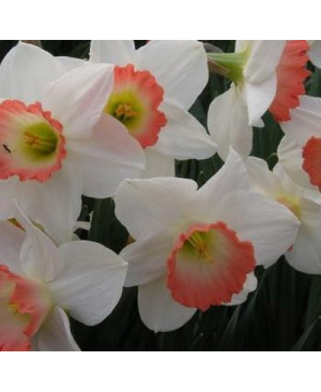 Нарцисс крупнокорончатый "Пинк Шарм" (Pink Charm) 3шт в упаковке (размер 12\14) Нарцисс крупнокорончатый "Пинк Шарм" (Pink Charm) 3шт в упаковке (размер 12\14)