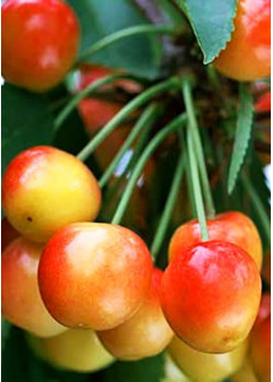 Черешня Поэзия