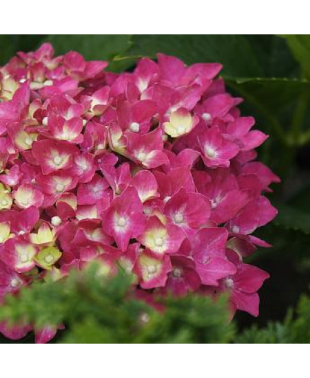 ГОРТЕНЗИЯ КРУПНОЛИСТНАЯ АЛПЕНГЛЮХЕН ГОРТЕНЗИЯ КРУПНОЛИСТНАЯ АЛПЕНГЛЮХЕН