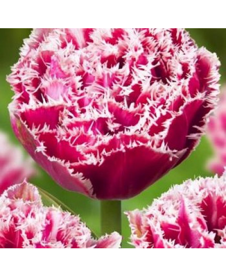 Тюльпан махровый бахромчатый "Брест" (Brest) 3шт в упаковке (размер 12\+) Тюльпан махровый бахромчатый "Брест" (Brest) 3шт в упаковке (размер 12\+)