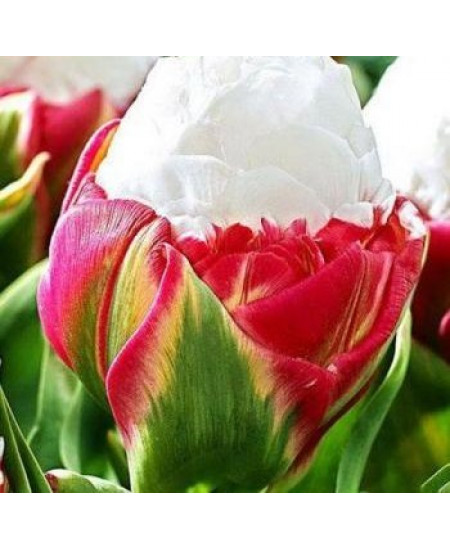 Тюльпан поздний "Айс Крим" красный (Ice Cream) 3шт в упаковке Тюльпан поздний "Айс Крим" красный (Ice Cream) 3шт в упаковке
