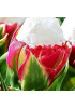 Тюльпан поздний "Айс Крим" красный (Ice Cream) 3шт в упаковке Тюльпан поздний "Айс Крим" красный (Ice Cream) 3шт в упаковке