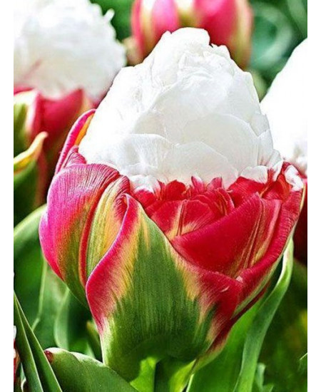 Тюльпан поздний "Айс Крим" красный (Ice Cream) 3шт в упаковке Тюльпан поздний "Айс Крим" красный (Ice Cream) 3шт в упаковке