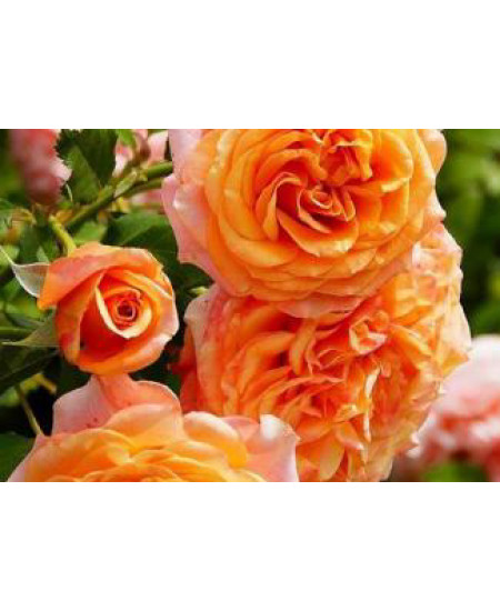 Роза флорибунда Ла Вилла Кота Роза флорибунда Ла Вилла Кота