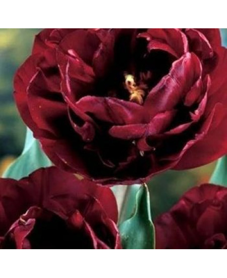 Тюльпан "Uncle Tom" 3шт в упаковке Тюльпан "Uncle Tom" 3шт в упаковке