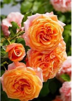 Роза флорибунда Ла Вилла Кота