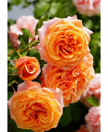 Роза флорибунда Ла Вилла Кота Роза флорибунда Ла Вилла Кота