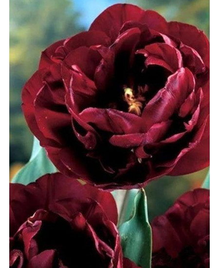 Тюльпан "Uncle Tom" 3шт в упаковке Тюльпан "Uncle Tom" 3шт в упаковке