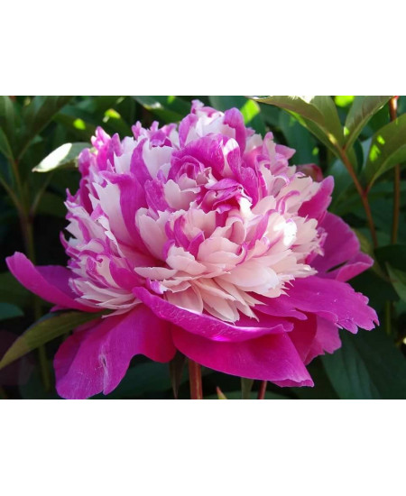 Пион Аннемике Пион Аннемике