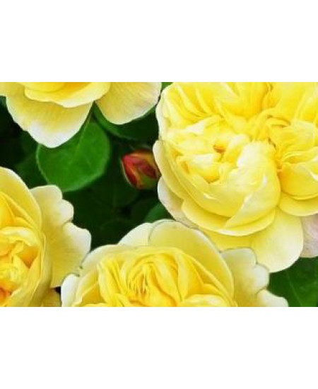 Роза английская Чарльз Дарвин Роза английская Чарльз Дарвин