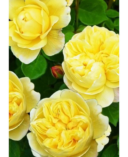 Роза английская Чарльз Дарвин Роза английская Чарльз Дарвин