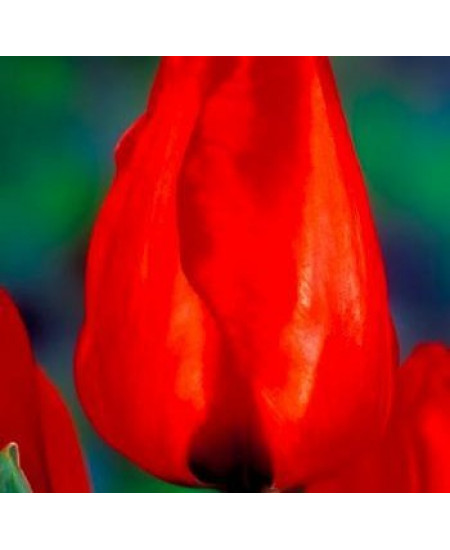 Тюльпан триумф "Эскейп" (Escape) 3шт в упаковке (размер 11\12) Тюльпан триумф "Эскейп" (Escape) 3шт в упаковке (размер 11\12)