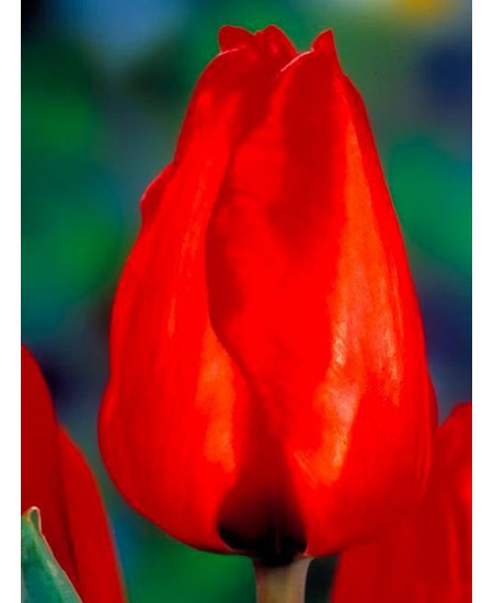 Тюльпан триумф "Эскейп" (Escape) 3шт в упаковке (размер 11\12) Тюльпан триумф "Эскейп" (Escape) 3шт в упаковке (размер 11\12)