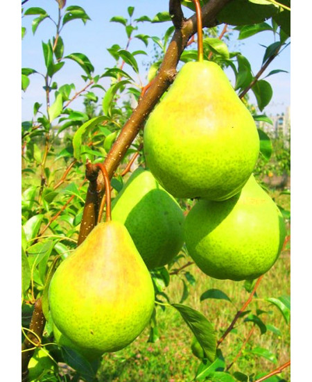 Груша Августовская роса Груша Августовская роса