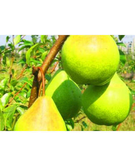 Груша Августовская роса Груша Августовская роса