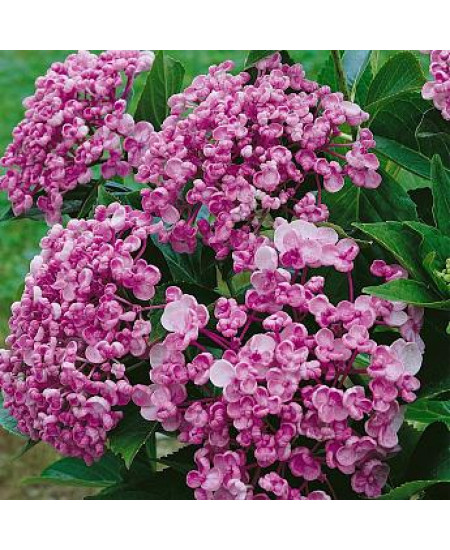 ГОРТЕНЗИЯ КРУПНОЛИСТНАЯ АИША ГОРТЕНЗИЯ КРУПНОЛИСТНАЯ АИША