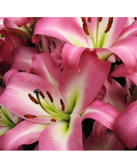 Лилия "Time Zone" 3шт в упаковке Лилия "Time Zone" 3шт в упаковке