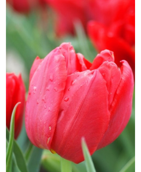 Тюльпан махровый ранний "Абба" (Abba) 3шт в упаковке (размер 11\12) Тюльпан махровый ранний "Абба" (Abba) 3шт в упаковке (размер 11\12)