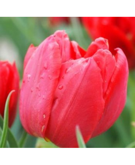 Тюльпан махровый ранний "Абба" (Abba) 3шт в упаковке (размер 11\12) Тюльпан махровый ранний "Абба" (Abba) 3шт в упаковке (размер 11\12)