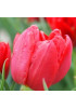 Тюльпан махровый ранний "Абба" (Abba) 3шт в упаковке (размер 11\12) Тюльпан махровый ранний "Абба" (Abba) 3шт в упаковке (размер 11\12)