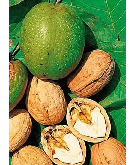 Орех грецкий Изобильный Орех грецкий Изобильный