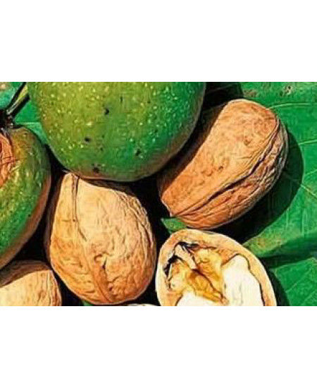 Орех грецкий Изобильный Орех грецкий Изобильный