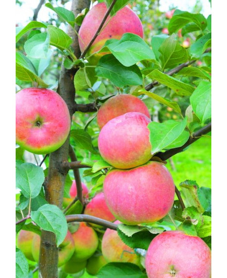 Яблоня Брянское Яблоня Брянское