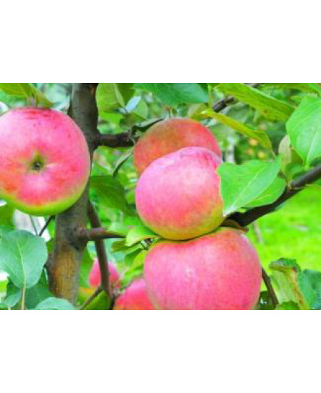 Яблоня Брянское Яблоня Брянское