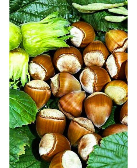 Фундук Барселонский Фундук Барселонский