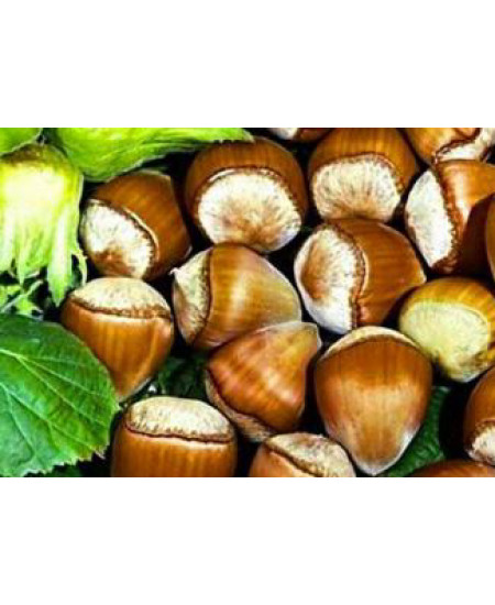 Фундук Барселонский Фундук Барселонский