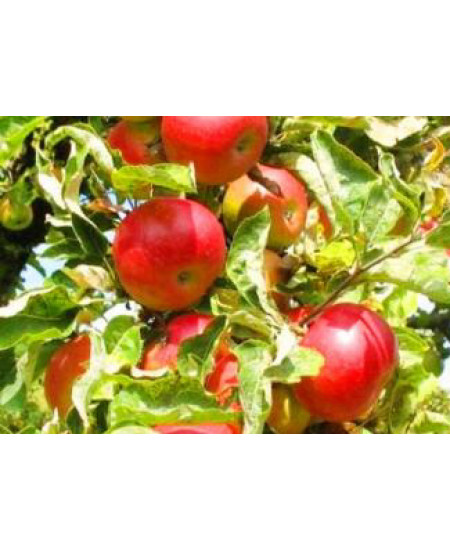 Яблоня Антей Яблоня Антей