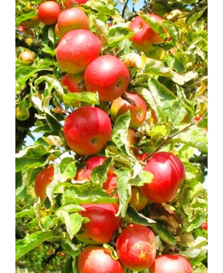Яблоня Антей Яблоня Антей