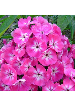 Флокс метельчатый Пинк