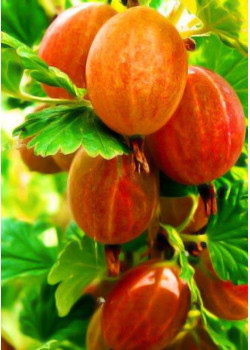 Крыжовник Тясмин