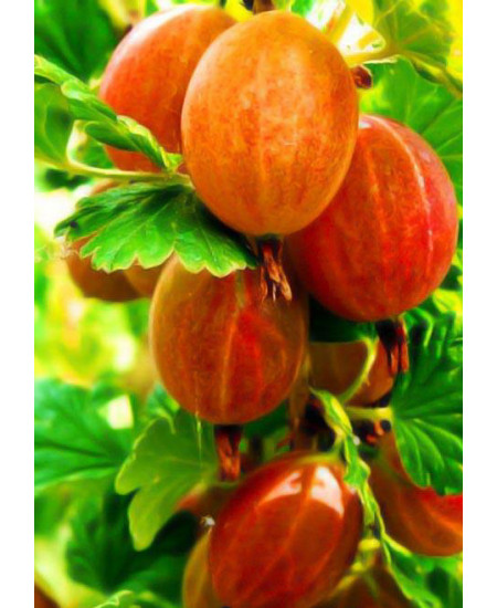 Крыжовник Тясмин Крыжовник Тясмин