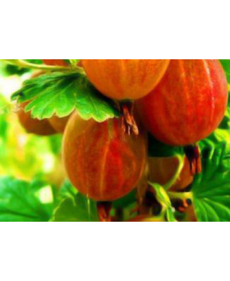 Крыжовник Тясмин Крыжовник Тясмин