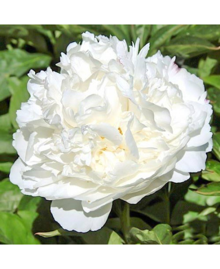 Пион Уайт Пион Уайт