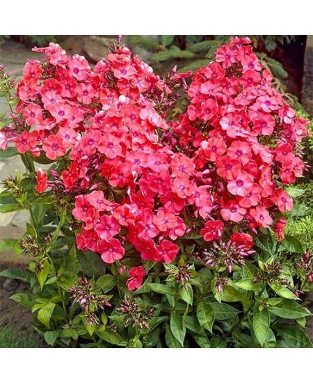 Флокс метельчатый Ред Флокс метельчатый Ред