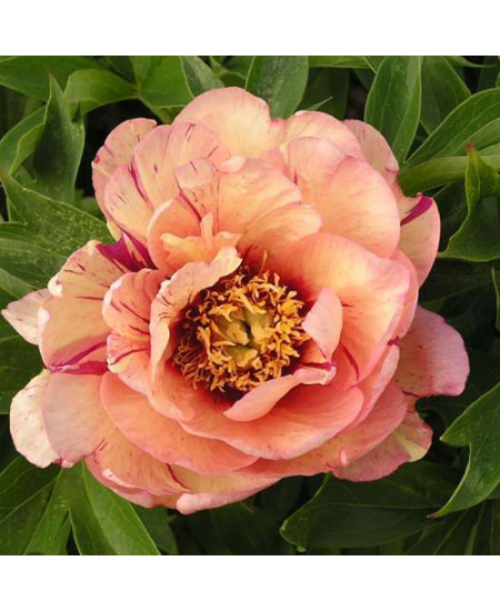 Пион Коллис Мемори Пион Коллис Мемори