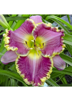 Лилейник Фейс оф зе Старс