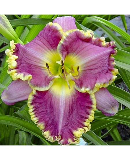 Лилейник Фейс оф зе Старс Лилейник Фейс оф зе Старс