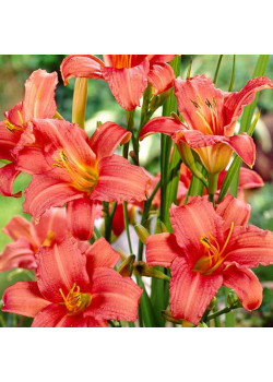 Лилейник Пинк Дамаск