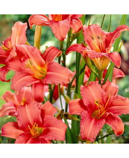 Лилейник Пинк Дамаск Лилейник Пинк Дамаск